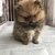 モコ