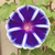 Profile picture small