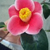 Profile picture small