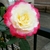 Lovelypink