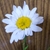 Profile picture small