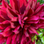 Profile picture small