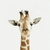 Profile picture small