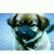 Profile picture small
