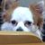 Profile picture small
