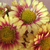 Profile picture small