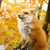 Profile picture small
