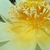 Profile picture small