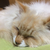 ねこまま