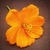Profile picture small