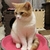 よこ