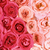 Profile picture small