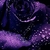 Profile picture small