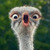 rio__ 2820