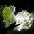 Profile picture small