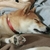 ぶらめも