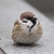 Profile picture small