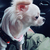 Profile picture small