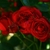 Profile picture small
