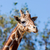 Profile picture small