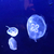 Profile picture small