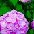Profile picture small