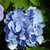 Profile picture small