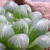 Profile picture small