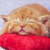Profile picture small