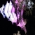 Profile picture small
