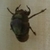 ほこりん