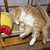 ねこズ