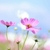 Profile picture small
