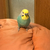 さぴ