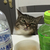 m.mニャン2