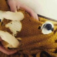 たべれぽ