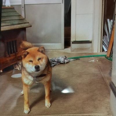 たべれぽの写真